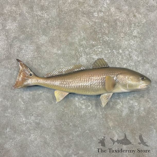 Redfish Fish Mount For Sale #27703 - The Taxidermy Store