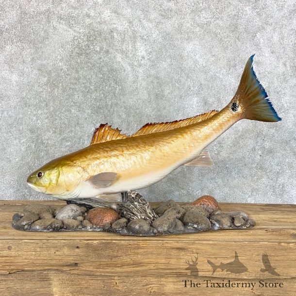 Redfish Taxidermy Fish Mount #22323 For Sale - The Taxidermy Store