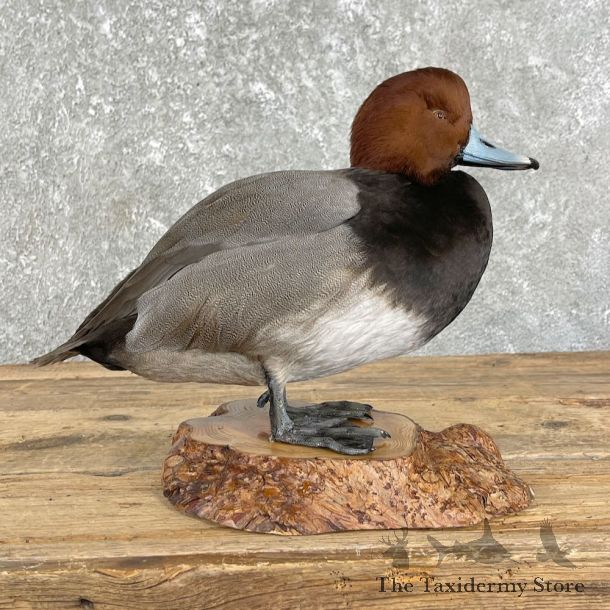 Redhead Duck Bird Mount For Sale #26193 - The Taxidermy Store