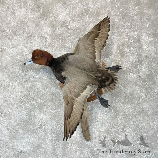 Redhead Duck Bird Mount For Sale #28206 - The Taxidermy Store