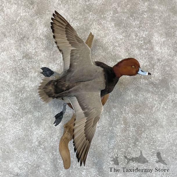 Redhead Duck Bird Mount For Sale #28208 - The Taxidermy Store