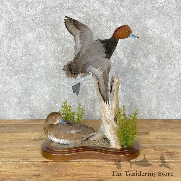 Redhead Duck Mount For Sale #24457 @ The Taxidermy Store