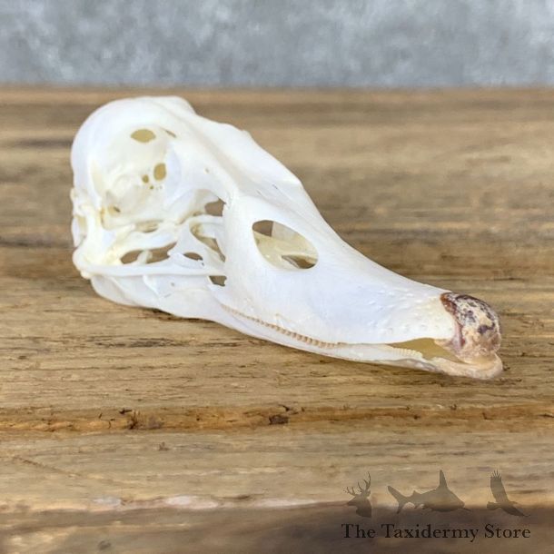 Redhead Duck Skull Mount For Sale #23037 @ The Taxidermy Store