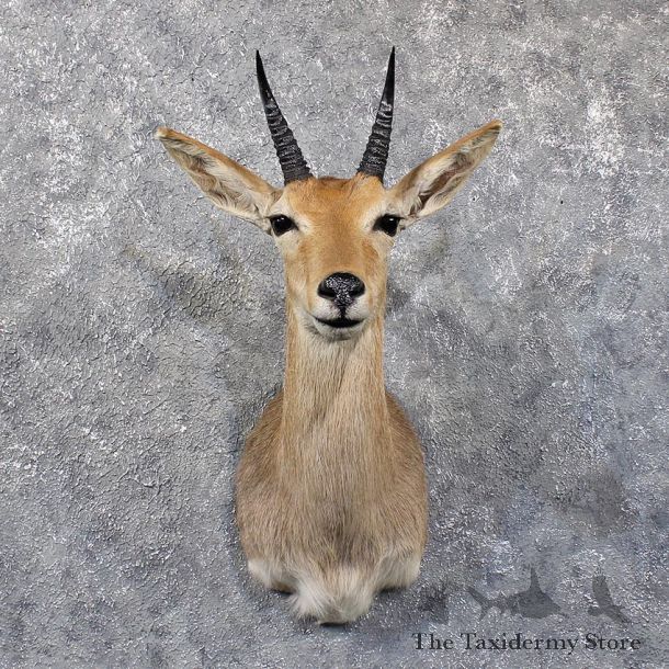 African Mountain Reedbuck Shoulder #11787 For Sale @ The Taxidermy Store
