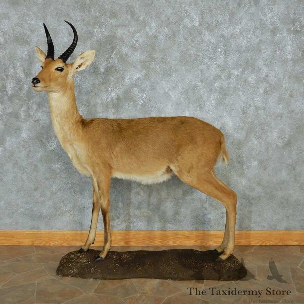 African Reedbuck Standing Life-Size Mount #13473 For Sale @ The Taxidermy Store