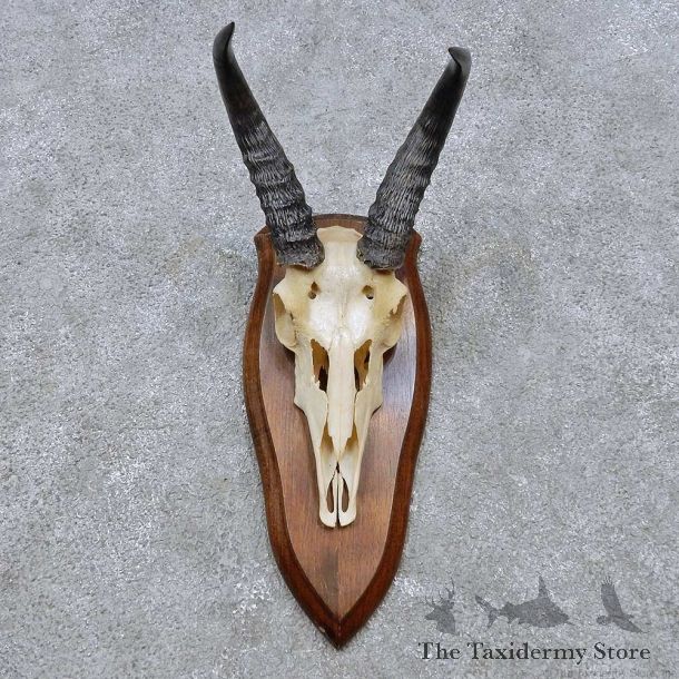 Reedbuck Skull & Horn European Mount For Sale #14521 @ The Taxidermy Store