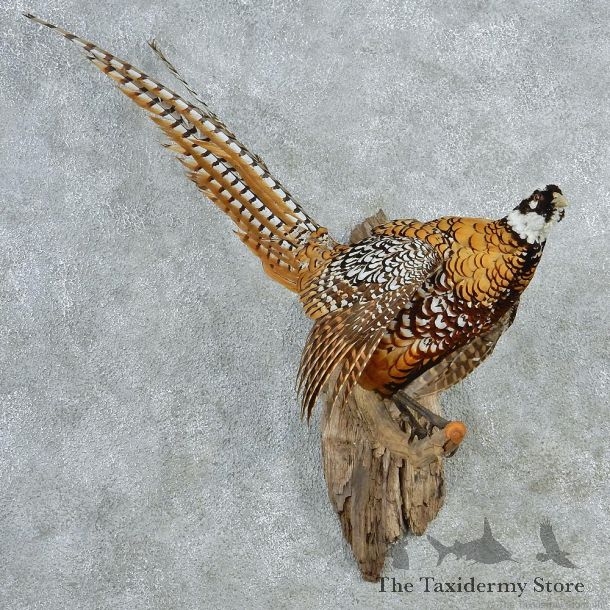 Reeves Pheasant Taxidermy Bird Mount #12722 For Sale @ The Taxidermy Store