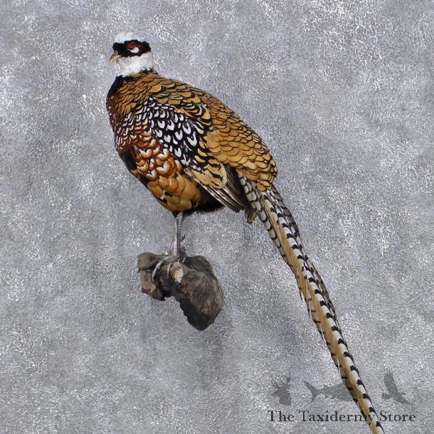 Reeves Pheasant Bird Mount #12386 For Sale @ The Taxidermy Store