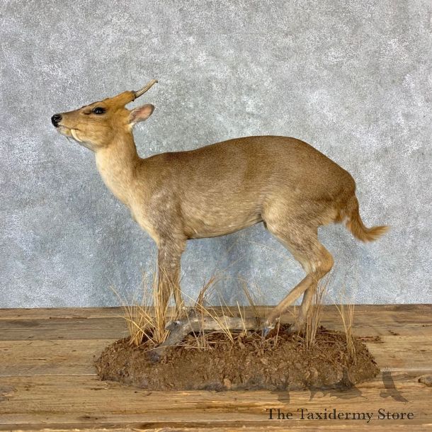 Reeves Muntjac Life-size Taxidermy Mount For Sale #23219 @ The Taxidermy Store
