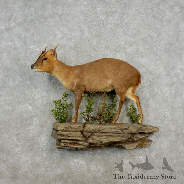 Reeves Muntjac Life-size Taxidermy Mount For Sale #17369 @ The Taxidermy Store