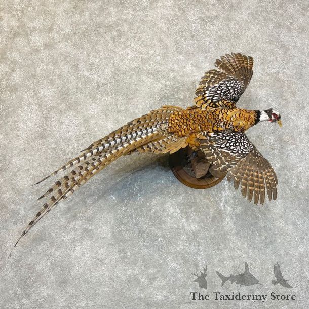 Reeves Pheasant Life-Size Mount #24113 For Sale @ The Taxidermy Store
