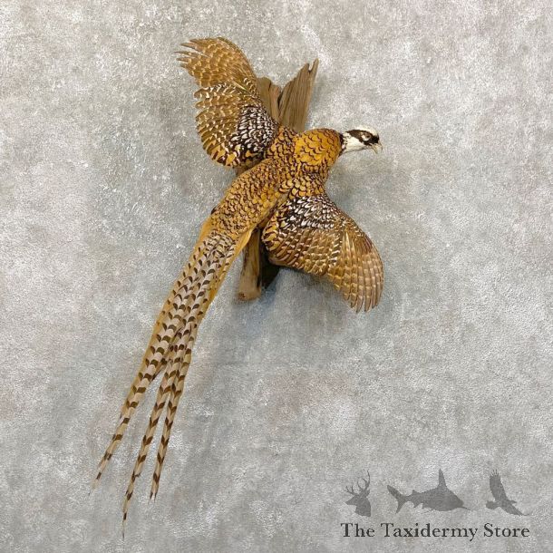 Reeves Pheasant Life-Size Mount #24306 For Sale @ The Taxidermy Store