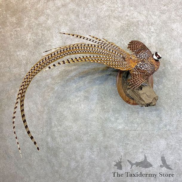 Reeves Pheasant Mount For Sale #23548 @ The Taxidermy Store