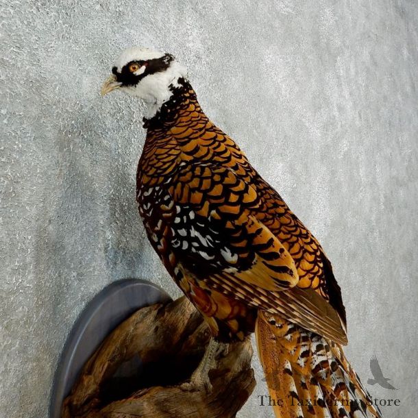Reeves Pheasant Mount For Sale #17658 @ The Taxidermy Store