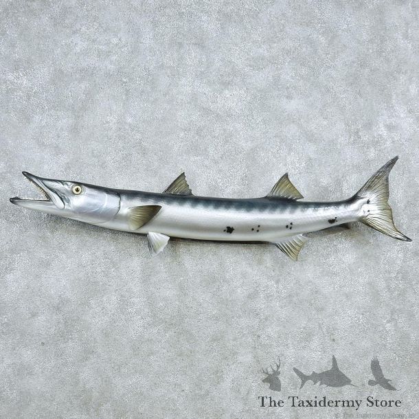Replica Barracuda Taxidermy Fish Mount #13047 For Sale @ The Taxidermy Store