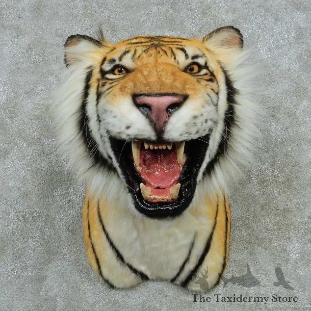 Reproduction Bengal Tiger Shoulder Mount #16421 For Sale @ The Taxidermy Store