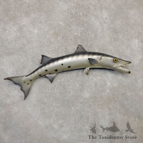 Replica Barracuda Fish Mount #20133 For Sale @ The Taxidermy Store