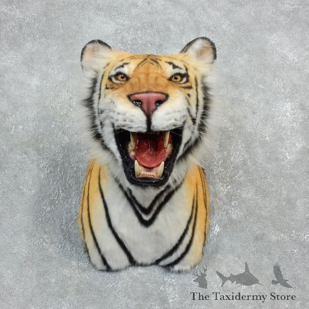 Reproduction Bengal Tiger Mount For Sale #18300 @ The Taxidermy Store