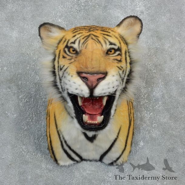 Reproduction Bengal Tiger Mount For Sale #18301 @ The Taxidermy Store