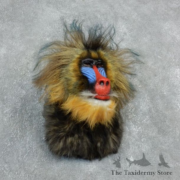 Reproduction Mandrill Baboon Mount For Sale #18308 @ The Taxidermy Store