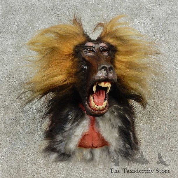 Reproduction Gelada Baboon Shoulder Mount For Sale #16603 @ The Taxidermy Store