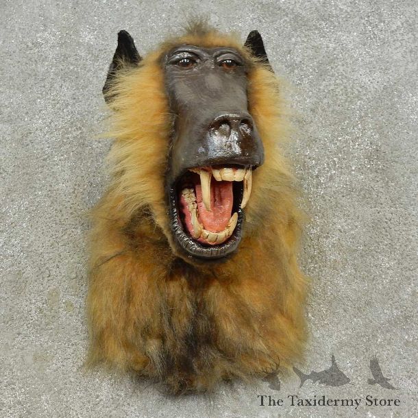 Reproduction Chacma Baboon Shoulder Mount For Sale #16607 @ The Taxidermy Store