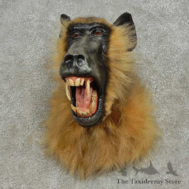Reproduction Chacma Baboon Shoulder Mount For Sale #16608 @ The Taxidermy Store