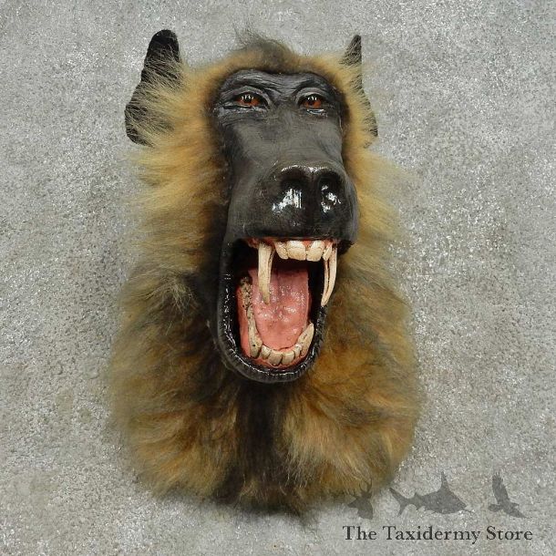 Reproduction Chacma Baboon Shoulder Mount For Sale #16609 @ The Taxidermy Store