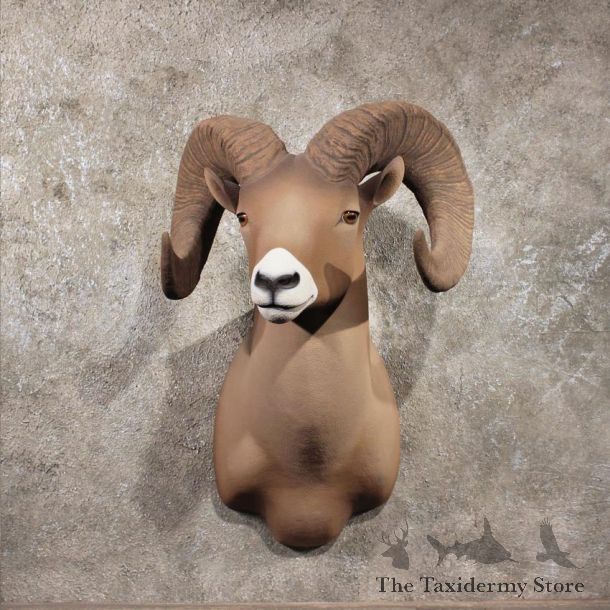 Bighorn Sheep Shoulder Mount #11048 - The Taxidermy Store