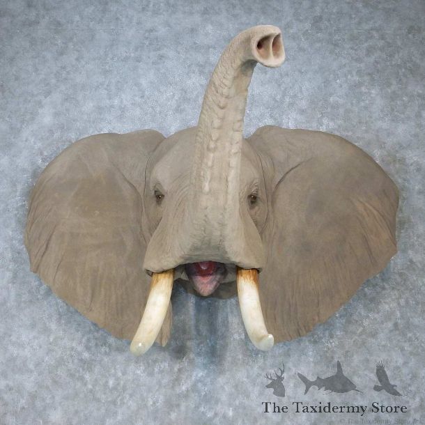 African Elephant Replica Shoulder Mount For Sale #15090 @ The Taxidermy Store