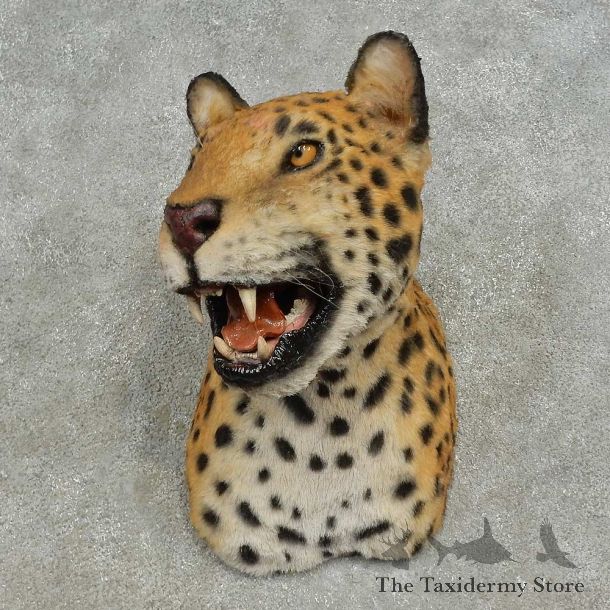 Reproduction Jaguar Shoulder Mount For Sale #16612 @ The Taxidermy Store