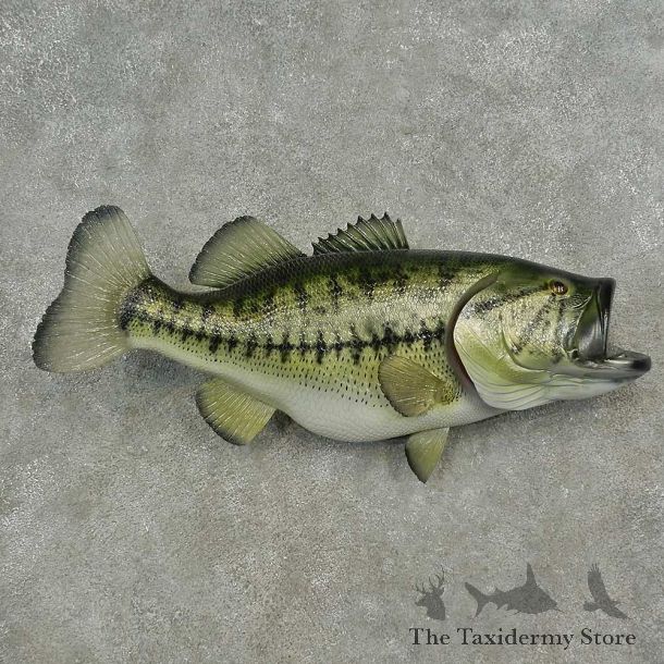 Reproduction Largemouth Bass Fish Mount For Sale #16634 @ The Taxidermy Store