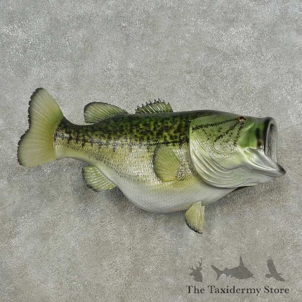 Reproduction Largemouth Bass Fish Mount For Sale #16669 @ The Taxidermy Store