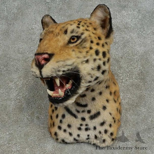 Reproduction Leopard Shoulder Mount For Sale #16613 @ The Taxidermy Store