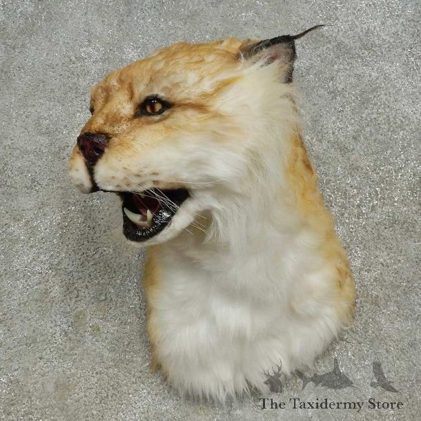 Reproduction Eurasian Lynx Shoulder Mount For Sale #16610 @ The Taxidermy Store