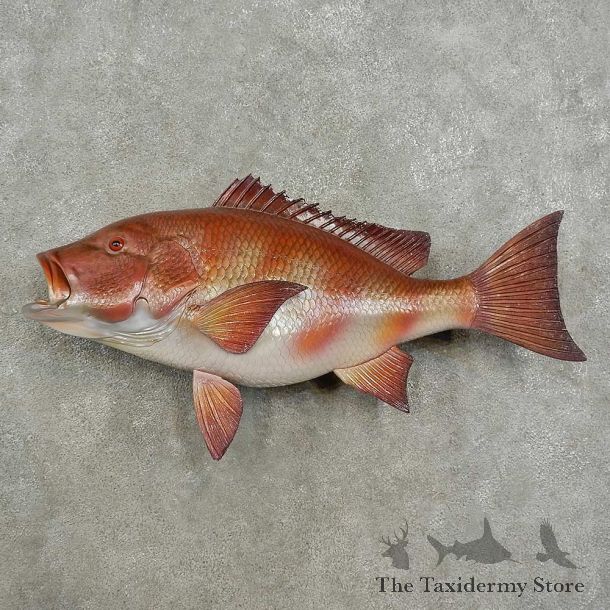 Reproduction Red Snapper Fish Mount For Sale #16935 @ The Taxidermy Store