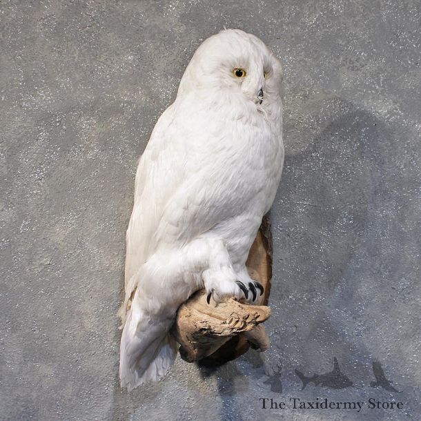 Reproduction Snow Owl Mount #11883 For Sale @ The Taxidermy Store