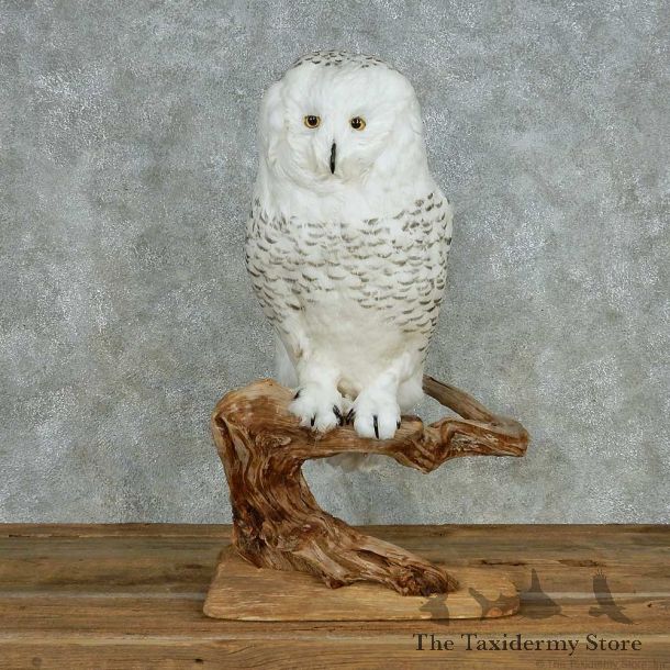 Reproduction Snowy Owl Mount #13551 For Sale @ The Taxidermy Store