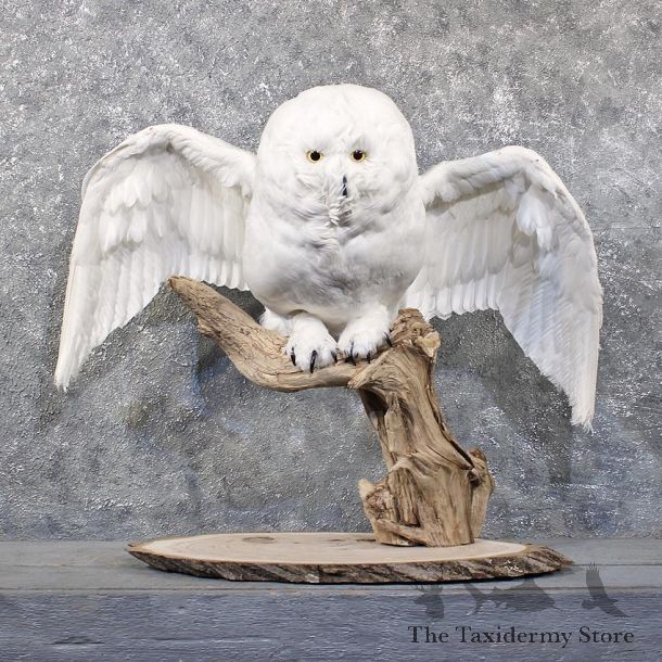 Reproduction Snow Owl Mount #11858 For Sale @ The Taxidermy Store