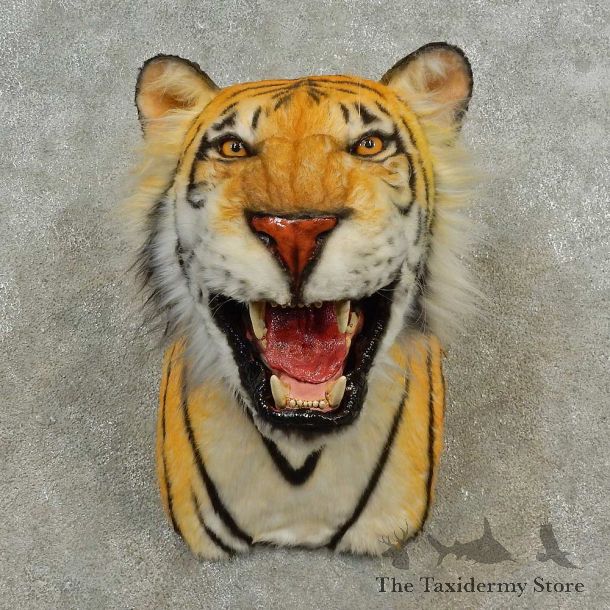 Reproduction Bengal Tiger Shoulder Mount For Sale #16601 @ The Taxidermy Store