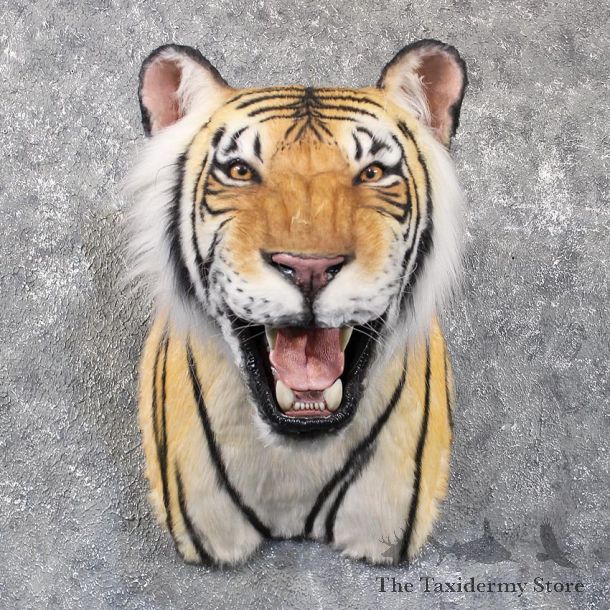 Reproduction Tiger Shoulder Mount #11713 - The Taxidermy Store