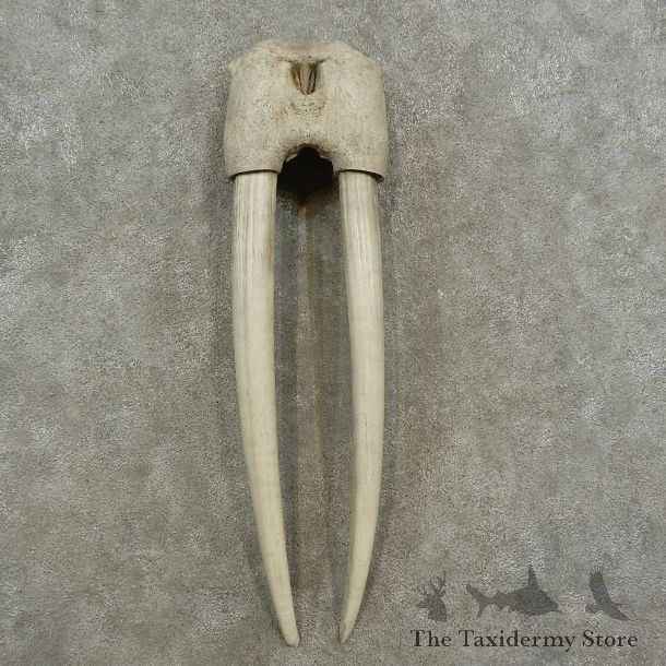 Walrus Replica Skull & Tusks Mount For Sale #16949 @ The Taxidermy Store