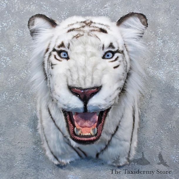 Reproduction White Bengal Tiger Shoulder Mount #12002 For Sale @ The Taxidermy Store