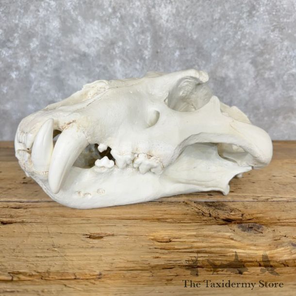 Reproduction African Lion Full Skull For Sale #29107 @ The Taxidermy Store