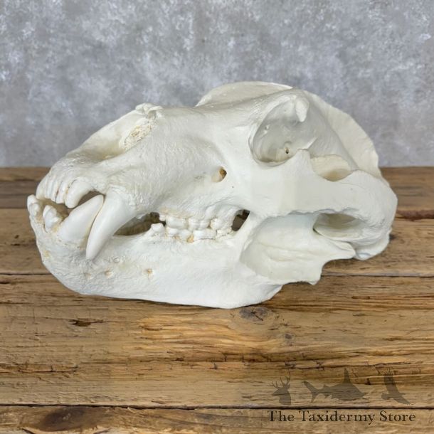 Reproduction Alaskan Brown Bear Full Skull Mount For Sale #29106 @ The Taxidermy Store