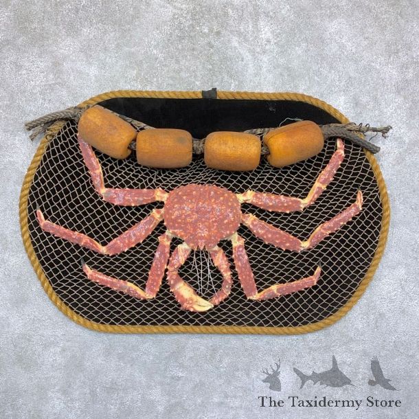 Reproduction Alaskan Red King Crab Taxidermy Mount For Sale #21748 @ The Taxidermy Store