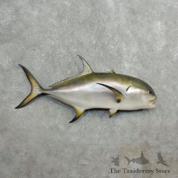 Reproduction Amberjack Taxidermy Fish Mount #17790 For Sale @ The Taxidermy Store