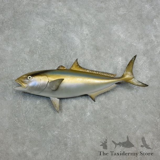 Amberjack Taxidermy Fish Mount #17809 For Sale @ The Taxidermy Store