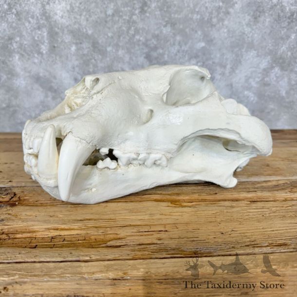 Reproduction Amur (Siberian) Tiger Full Skull For Sale #29108 @ The Taxidermy Store