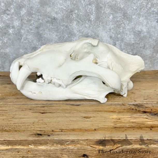 Reproduction Amur (Siberian) Tiger Full Skull For Sale #29118 @ The Taxidermy Store